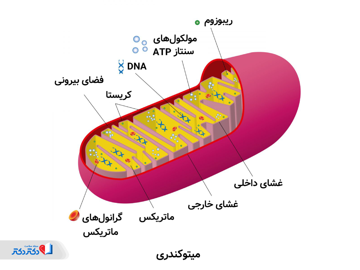 بیماری میتوکندریایی چیست؟
