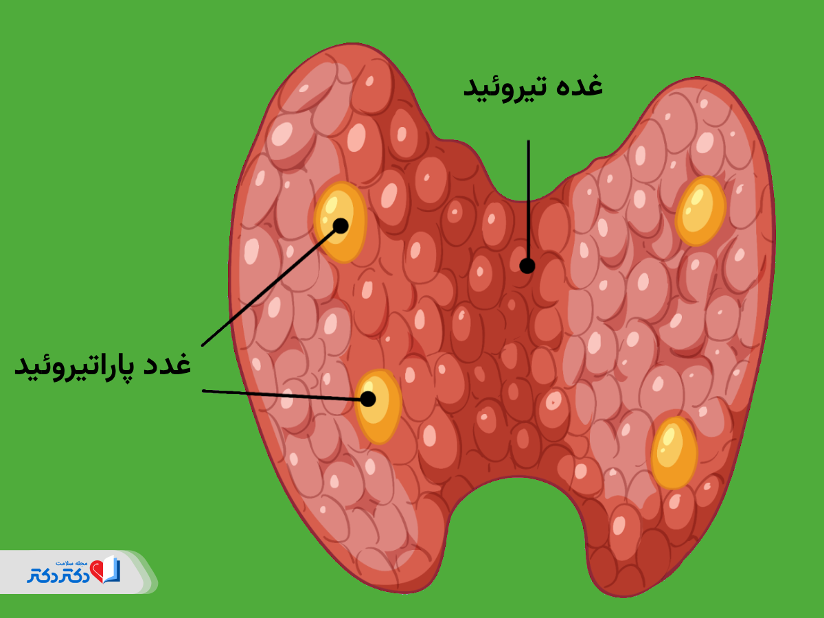 غده پاراتیروئید چیست و کجا قرار گرفته است؟