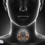 پاراتیروئید چیست و چه کاری انجام می‌دهد؟ راهنمای کامل