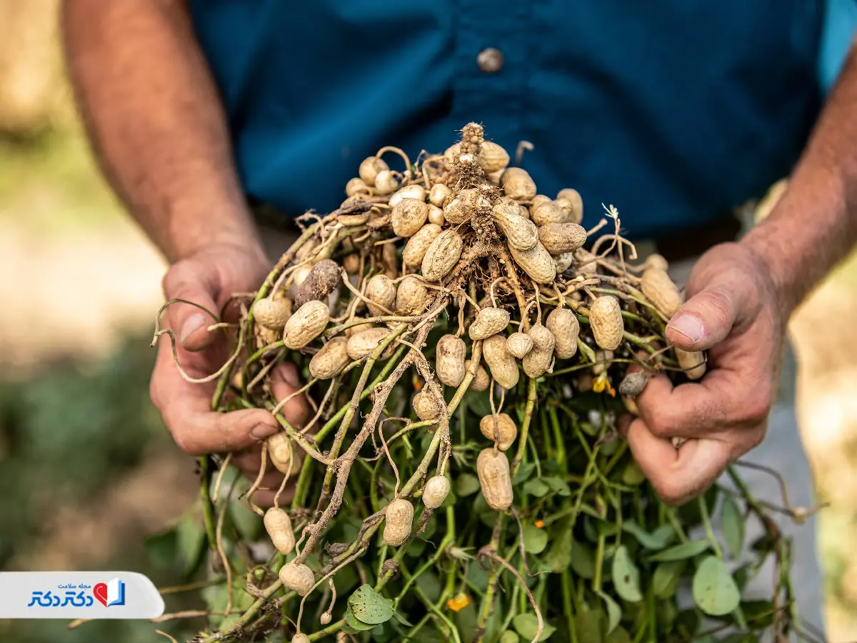 روغن بادامزمینی چیست؟