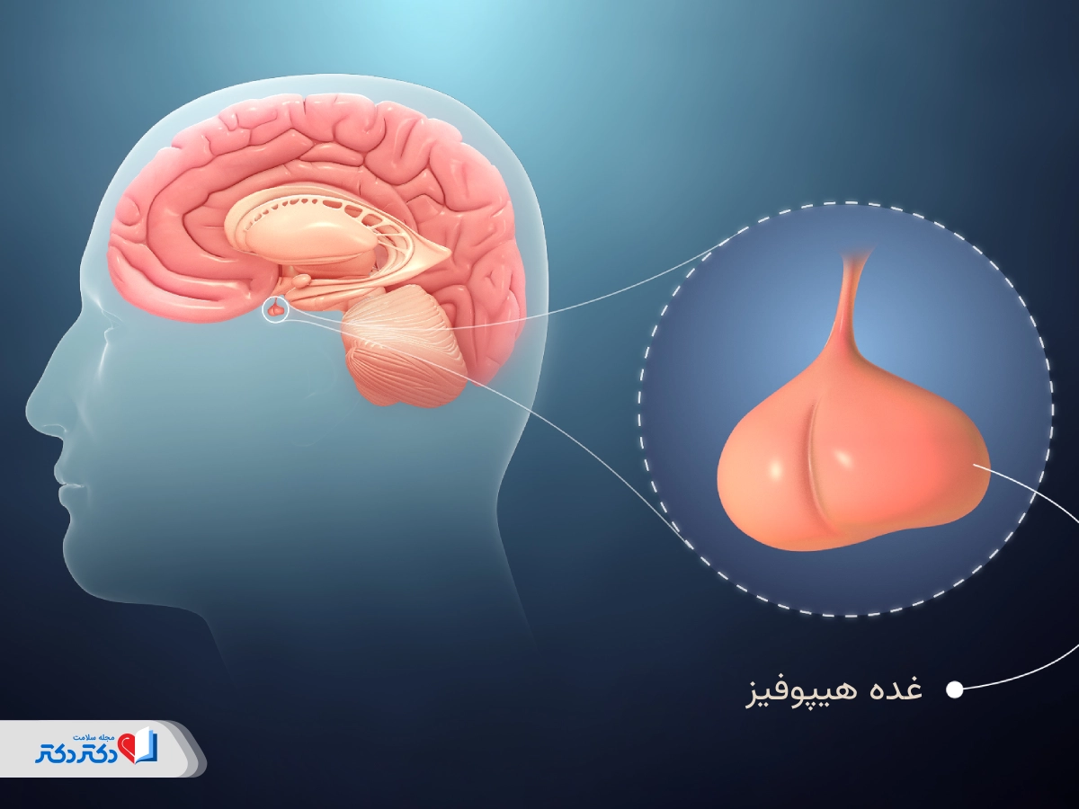غده هیپوفیز چیست