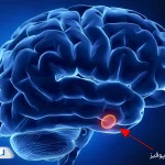 غده هیپوفیز چیست و چه کاری در بدن انجام می‌دهد؟