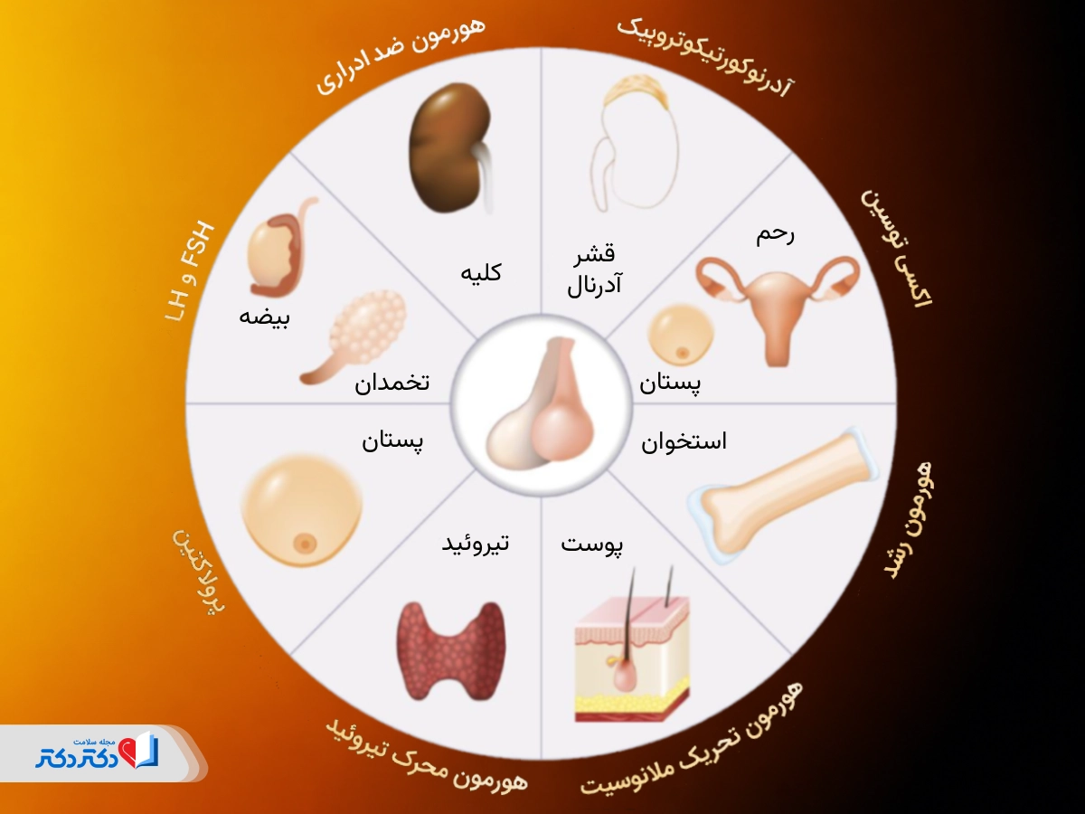 هورمونهای غده هیپوفیز چیست