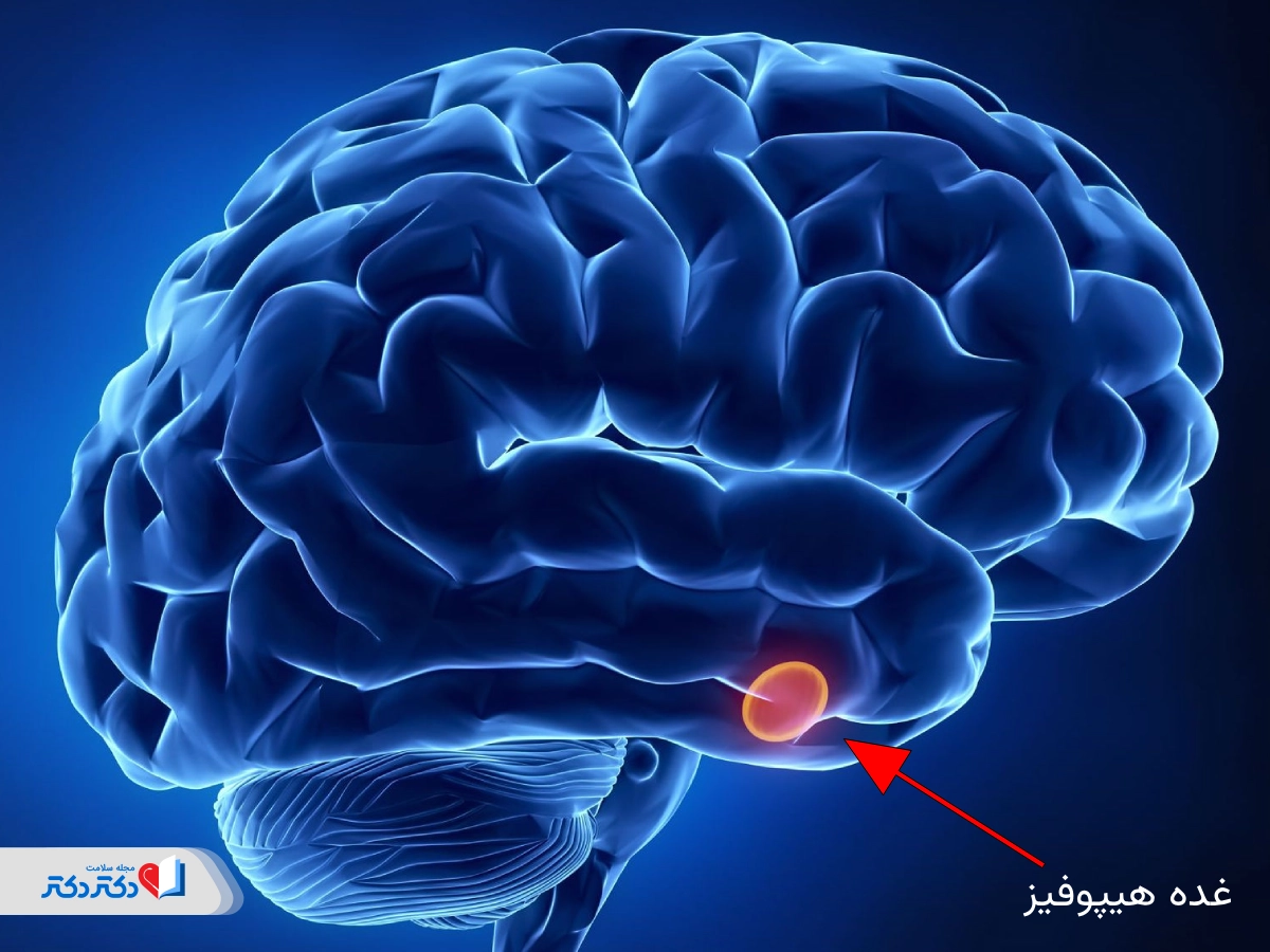 غده هیپوفیز چیست و چه کاری در بدن انجام میدهد؟