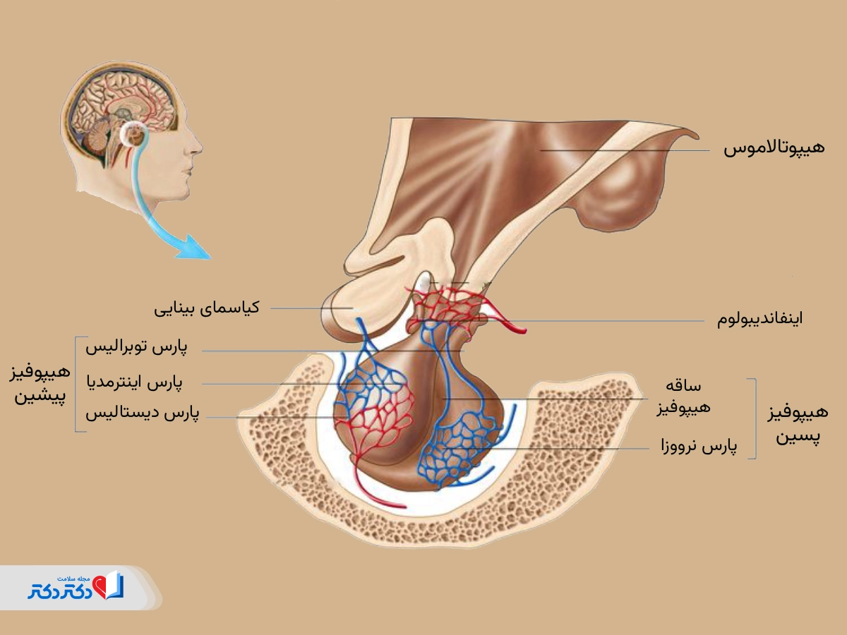 آناتومی غده هیپوفیز چیست