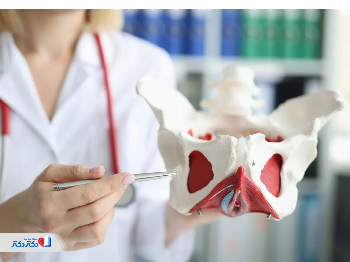 اندامهای مربوط به افتادگی مثانه