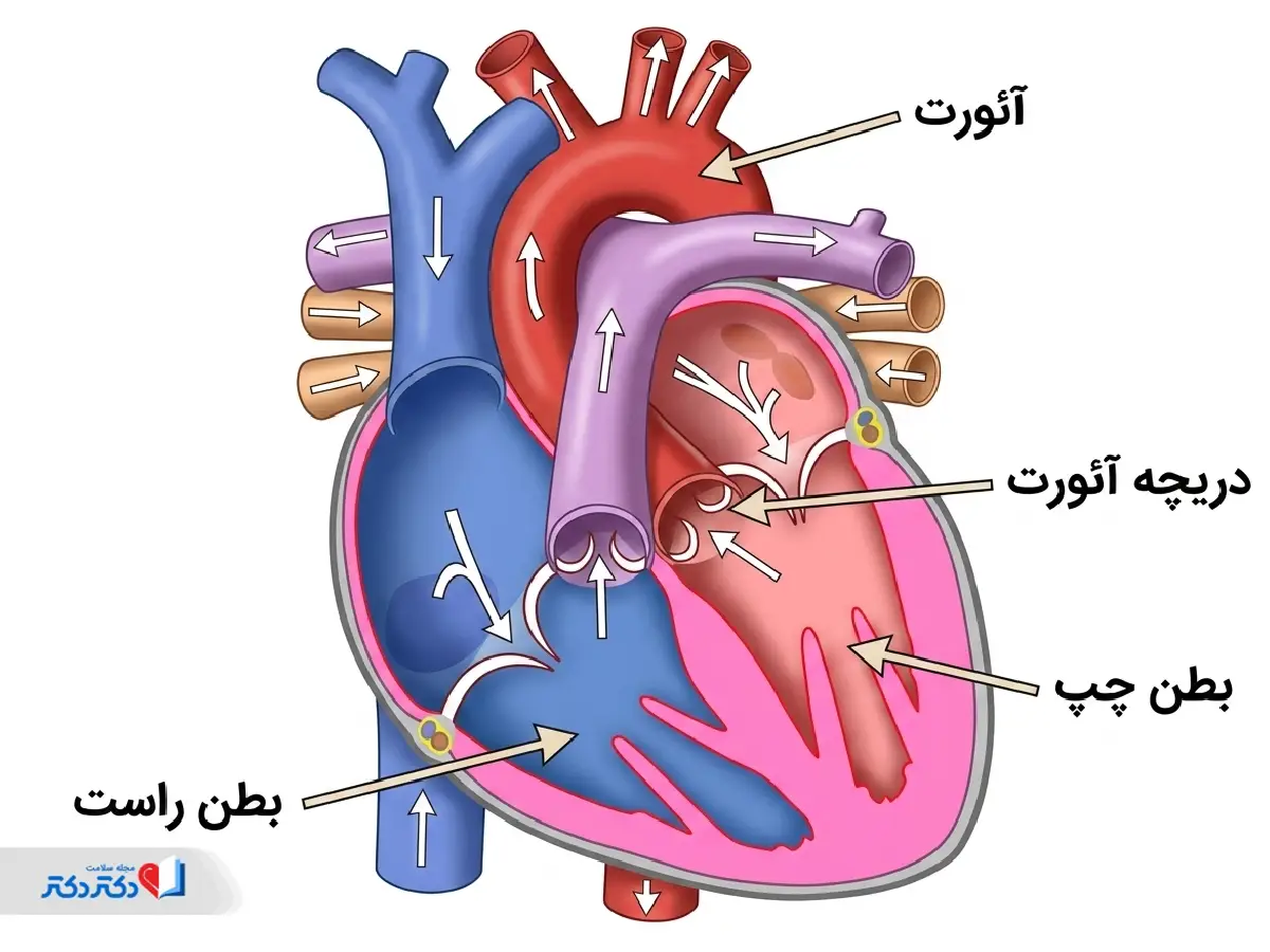 آناتومی دریچه آئورت قلب