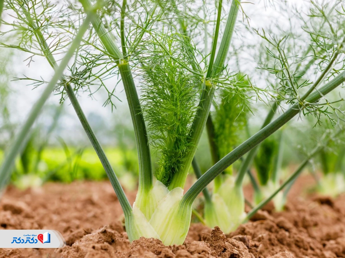 گیاه رازیانه برای لاغری