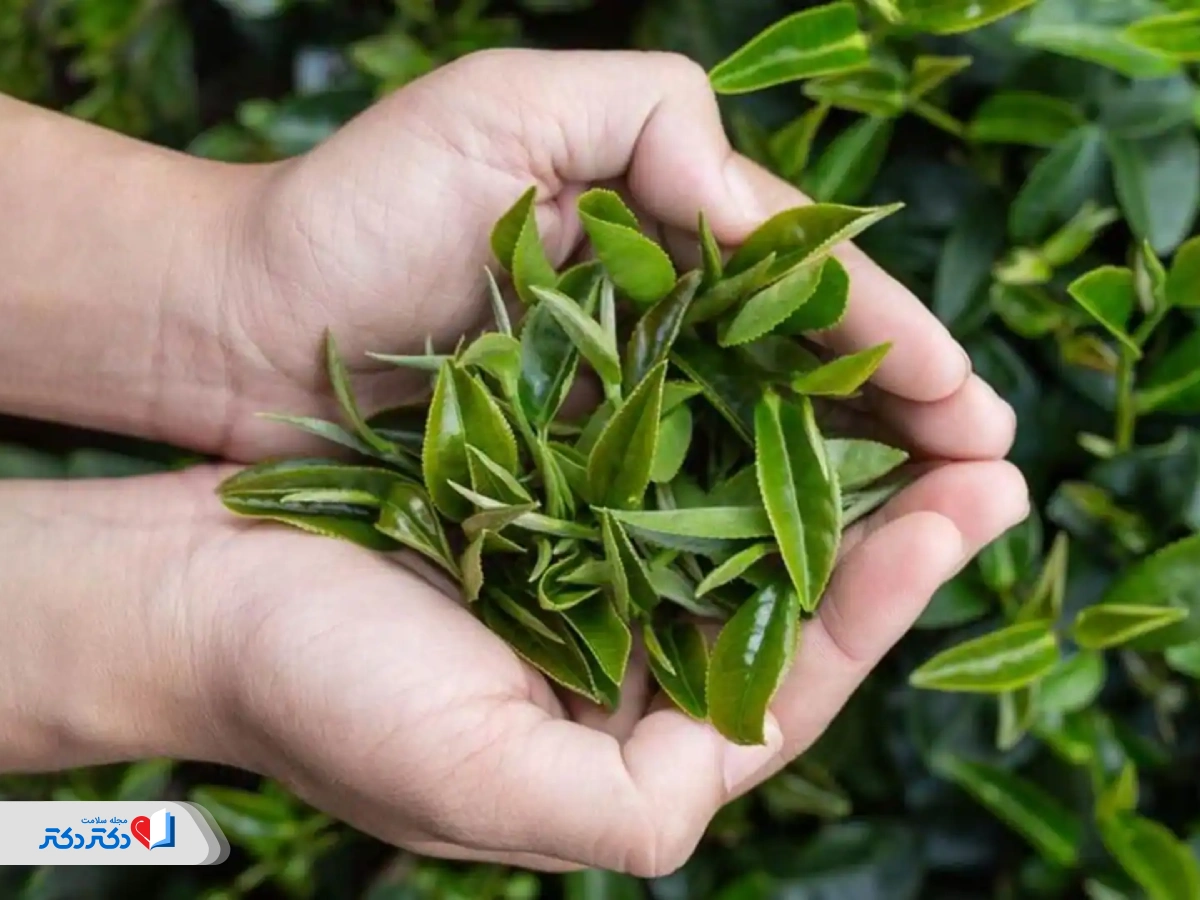 ترکیبات مؤثر چای ماچا برای لاغری