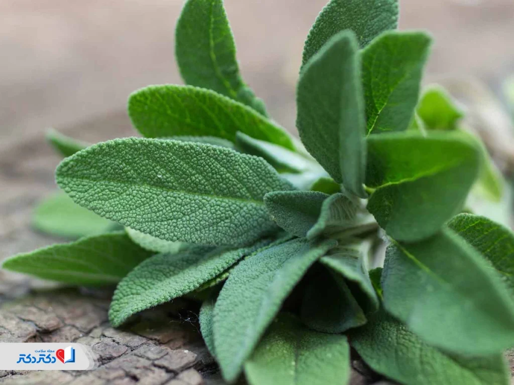 خواص مریم‌گلی برای لاغری