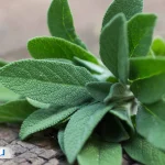 آیا مریم‌گلی برای لاغری مفید است؟ بررسی تأثیر آن بر چربی‌سوزی و کاهش اشتها