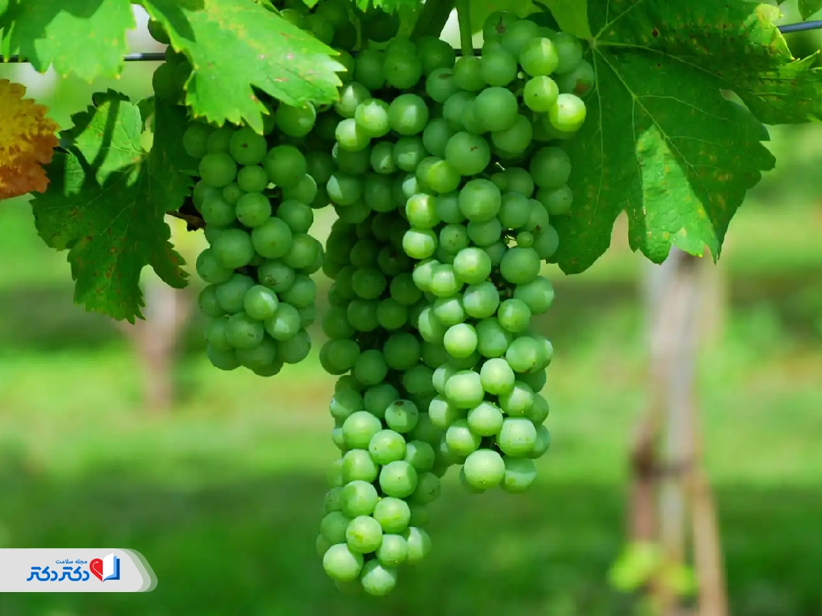 آبغوره چیست و از چه میوهای به دست میآید؟