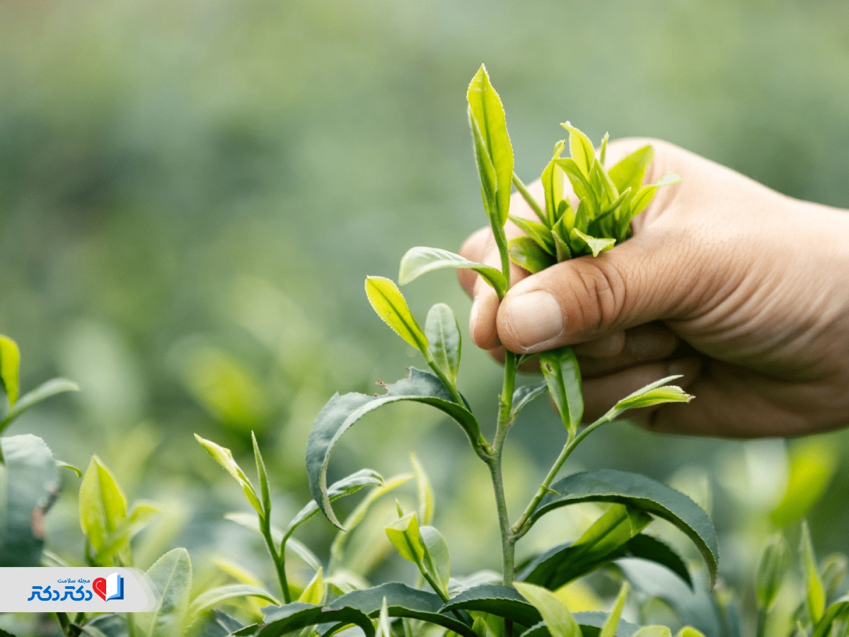 برداشت برگهای جوان برای تهیه چای سفید