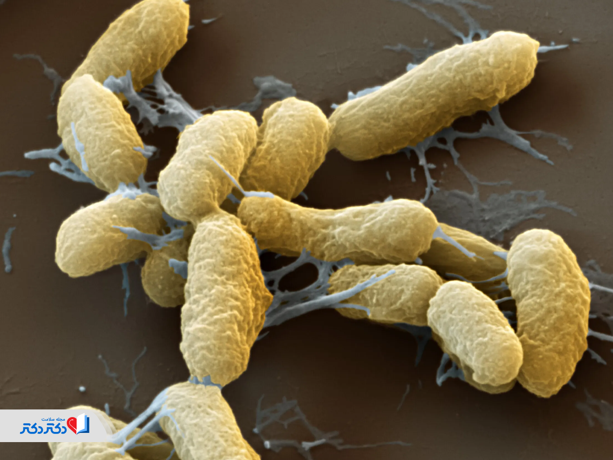 باکتری یرسینیا پستیس (Yersinia Pestis) عامل بیماری طاعون
